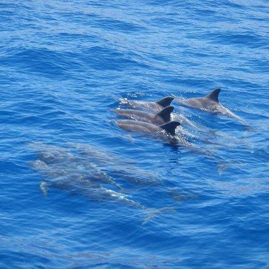 a dog swimming in a body of water