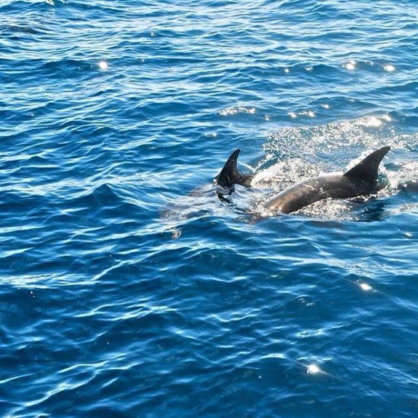 a bird swimming in water