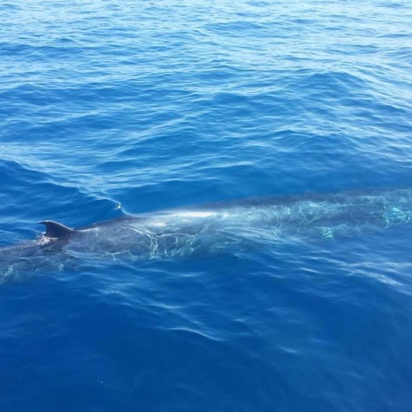a fish swimming under water