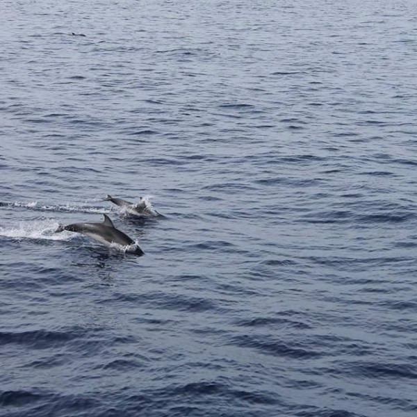 a dog swimming in a body of water